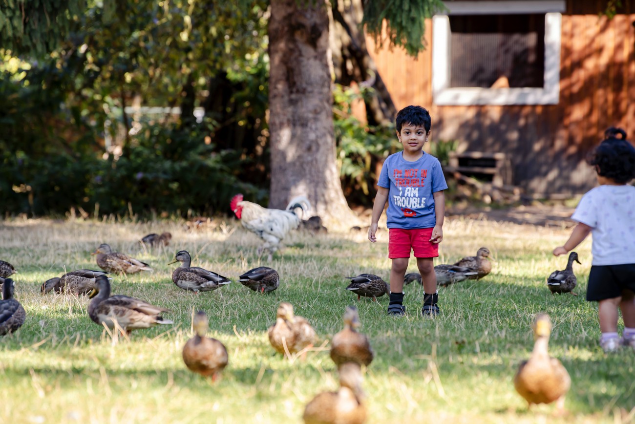 A young boy and his sister stand among ducks and a red-crowned rooster on a patch of grass.