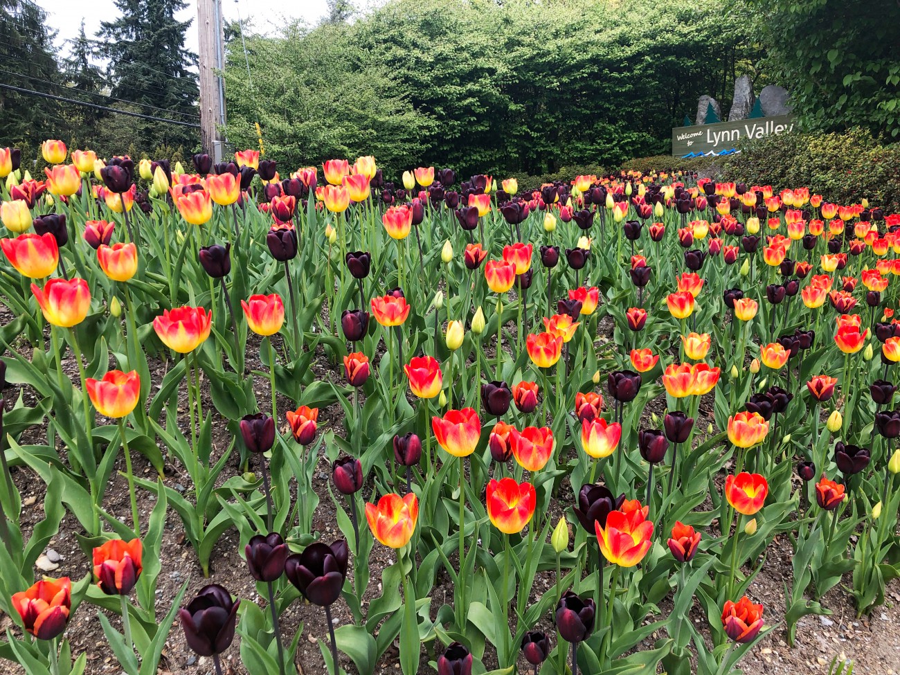 A large floral display of black velvet and reddish yellow dahlias with a sign in the background that reads Lynn Valley.