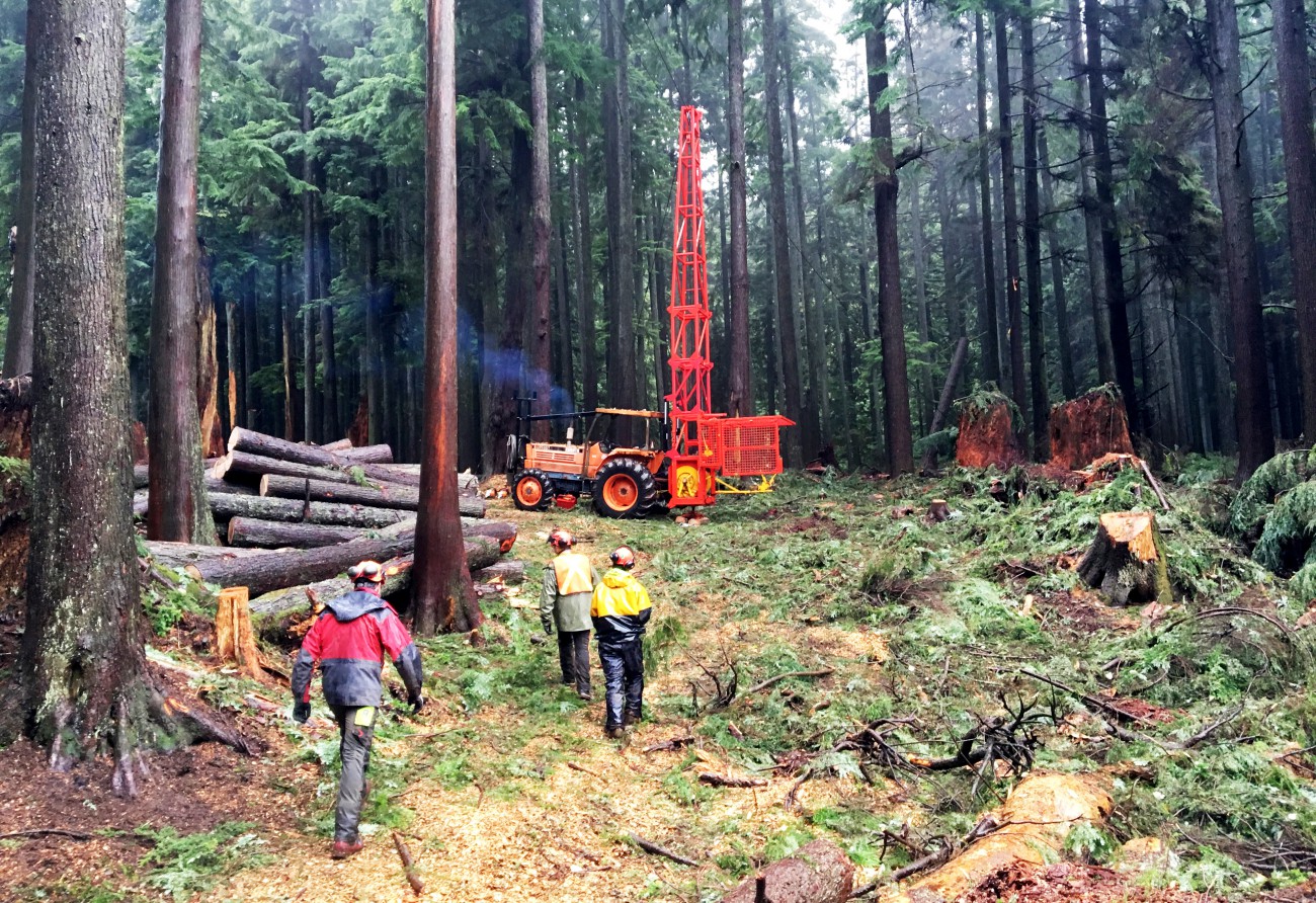 Three workers in hardhats walk in a forested area where fallen trees are piled up. The team is removing fuel from the forest that can cause wildfires to spread quickly.