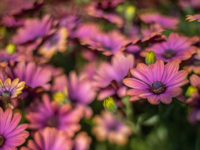 A close-up shot of purple Echinacea flowers.