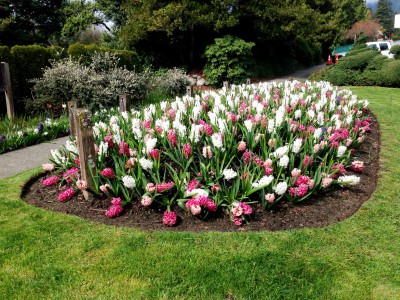 A spring flower bed display featuring pink and white hyacinths.