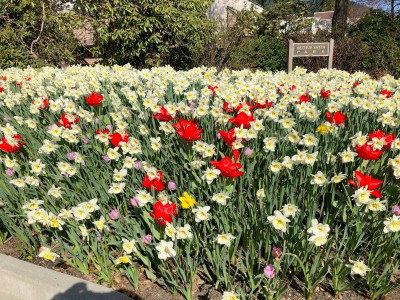 A spring display featuring a sea of yellow and white daffodils interspersed with some red flowers. A sign reads Arthur Smith Park.