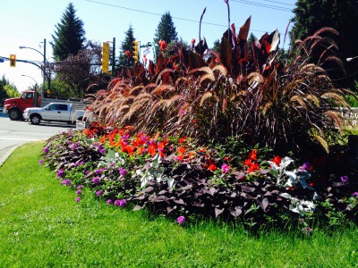 A colourful flower bed displaying featuring spring flowers and exotic plants outside a neighbourhood park.