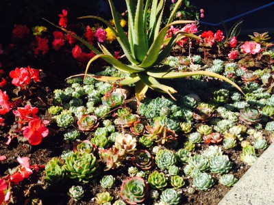 A flower garden display featuring succulent plants.