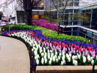 A colorful spring flower bed display outside a glass building.
