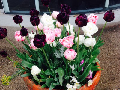 Purple velvet, white and pink and white tulips in a planter display outside District Hall.