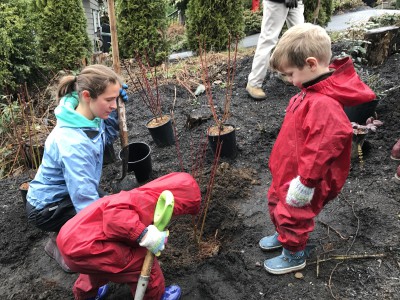 Volunteers removing invasive plants and planting native shrubs