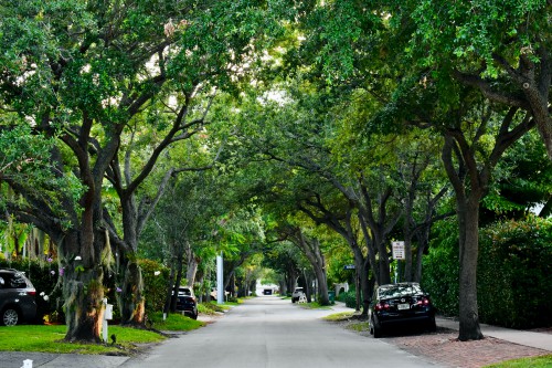 A tree-lined street with cars parked in driveways.