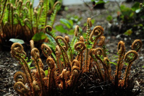 Lush ferns growing in Lynn Canyon